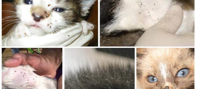 Como remover pulgas em um gato de amamentação e gatinhos recém-nascidos