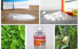 Como destruir pulgas em um apartamento você mesmo