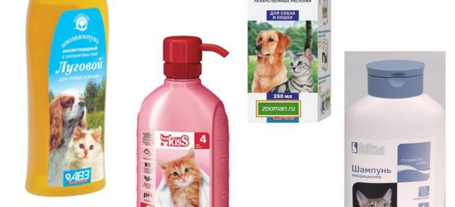 Revisão dos meios mais eficazes de pulgas para gatos