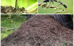 Di sebelah mana semut pokok akan membina semut