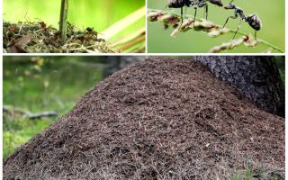 Em qual lado da árvore as formigas vão construir um formigueiro