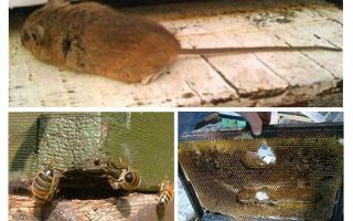 Como tirar um rato da colmeia no inverno e no verão
