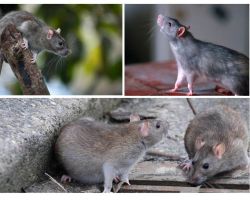 Quantos anos os ratos viveram?