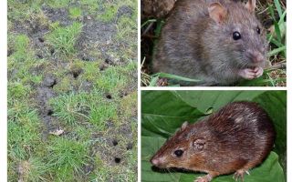 Rato da terra