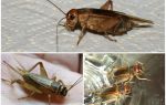 Descrição e fotos de críquete de banana