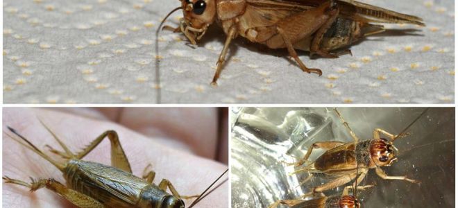 Descrição e fotos de críquete de banana