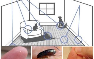 Como remover pulgas de um apartamento com remédios populares