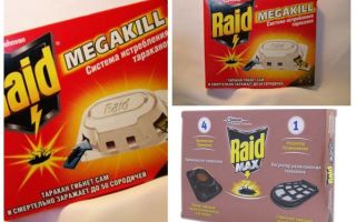 Barata Raid: armadilhas, spray, aerossol
