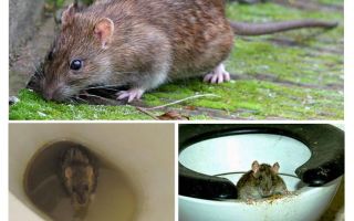 Pode um rato sair do banheiro