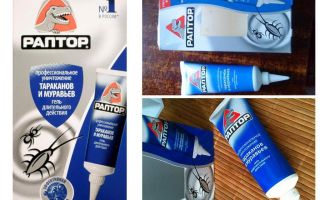 Raptor de baratas: Gel, armadilha, spray