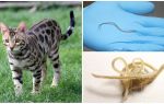 Sintomas e tratamento da ascaridíase em gatos