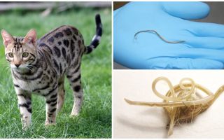 Sintomas e tratamento da ascaridíase em gatos