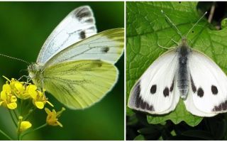 Descrição e fotos de lagartas e borboletas de repolho