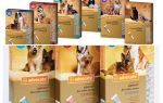Conselho cai sobre a cernelha para gatos e cães