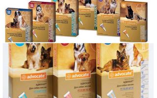 Conselho cai sobre a cernelha para gatos e cães