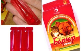 Barreira de pulgas em gatos e cães