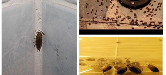Como lidar com piolhos de madeira no banheiro e no banheiro