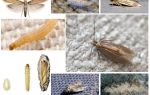 A mariposa tem medo de gelo e frio?