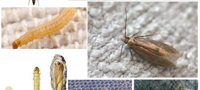 A mariposa tem medo de gelo e frio?