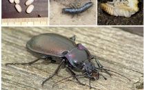 Descrição e foto de besouros à terra