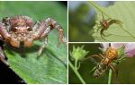 Penerangan dan gambar labah-labah ketam (bokomoda bukan isometrik)