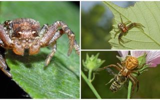 Descrição e foto de aranha caranguejo (bokhoda não isométrica)