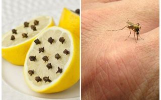 Limão com cravinho de mosquito para crianças e adultos