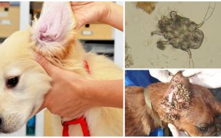 Ear Tick em Cães