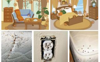 Luta eficaz com percevejos no apartamento