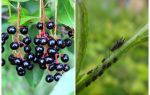 Como se livrar de pulgões em cereja de pássaro