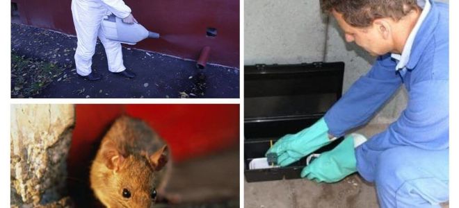 Extermínio de ratos e camundongos por serviços especializados