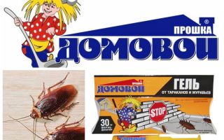 Proshka Brownie gel de baratas