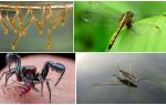 Quem come mosquitos