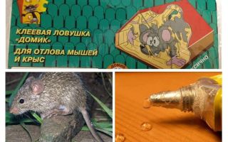 Cola de ratos