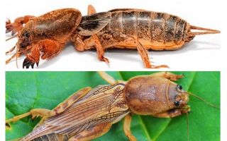 Como é o urso e sua larva?
