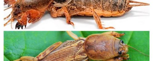 Como é o urso e sua larva?