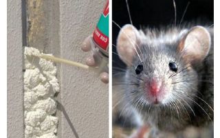 Os ratos comem espuma