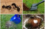 Como se livrar das formigas no jardim remédios populares