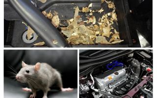 Como tirar os ratos do carro