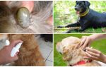 Ubat terbaik untuk anjing dari kutu dan kutu