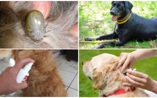 As melhores drogas para cães de carrapatos e pulgas
