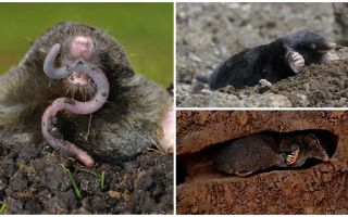Tudo sobre moles