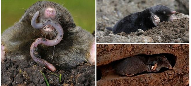 Tudo sobre moles