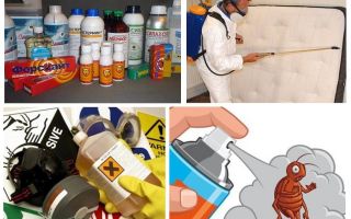 Como remover de forma independente os percevejos do sofá