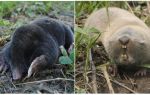 Qual é a diferença entre um toupeira e um rato toupeira?