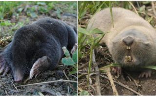 Qual é a diferença entre um toupeira e um rato toupeira?