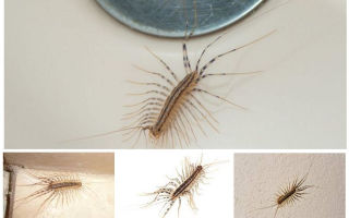 Fazer mimetismo em woodlice e milipedes
