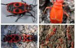 O bug do soldado (Red wingless wingless)