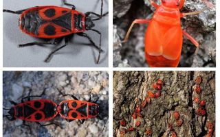 O bug do soldado (Red wingless wingless)