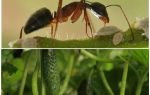 Como lidar com formigas no jardim com pepinos
